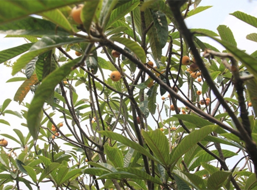 枇杷苗價(jià)錢