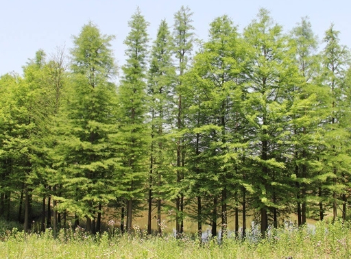中山杉價格